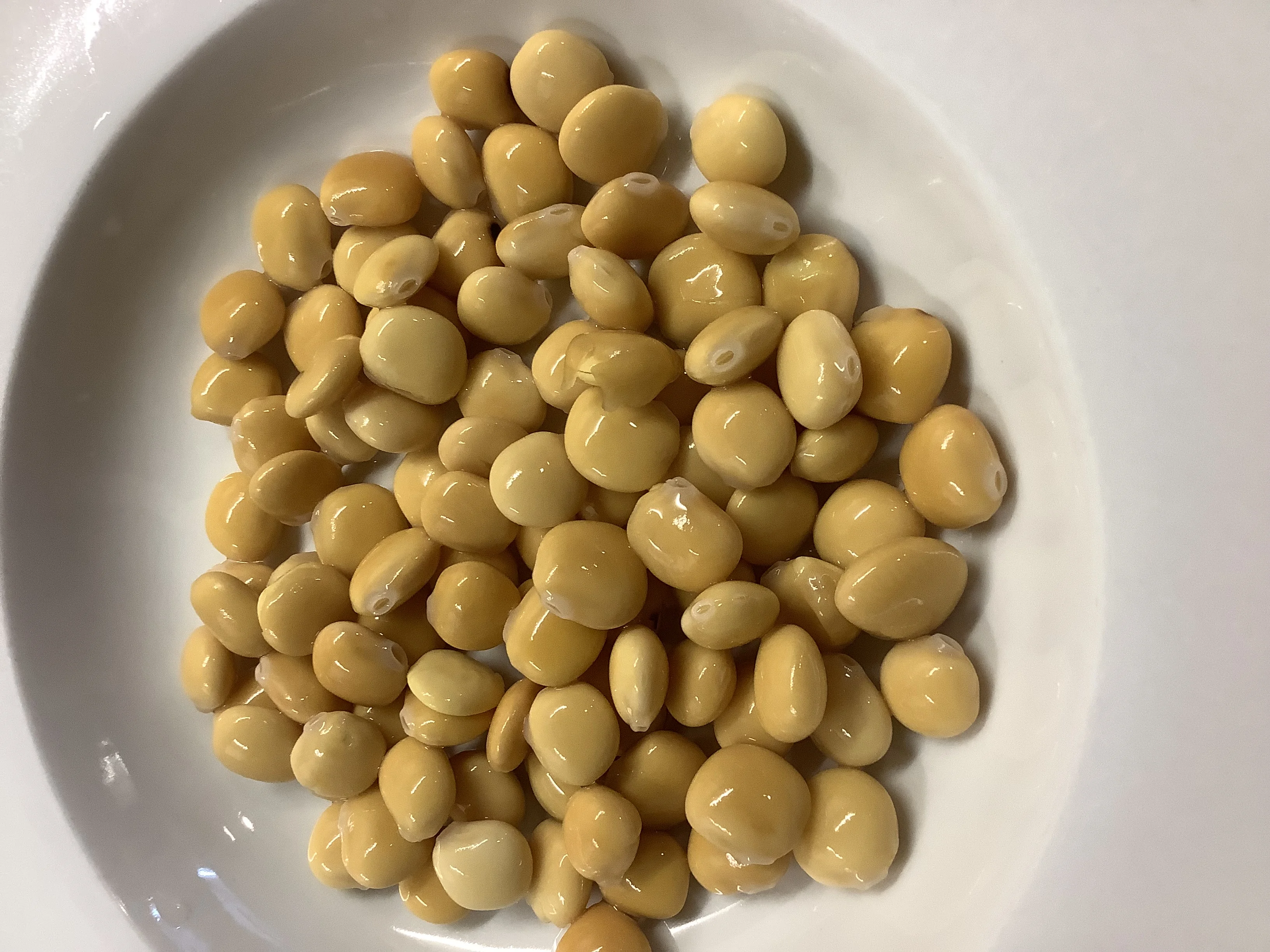 Lupinenbohnen (Turmos)